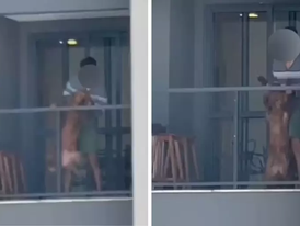 Homem é preso por maus-tratos após ser flagrado batendo em cachorro na sacada de apartamento no PR