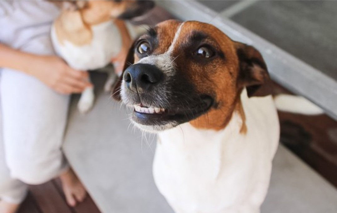 Twice Daily Visits (Petcare) One Pet