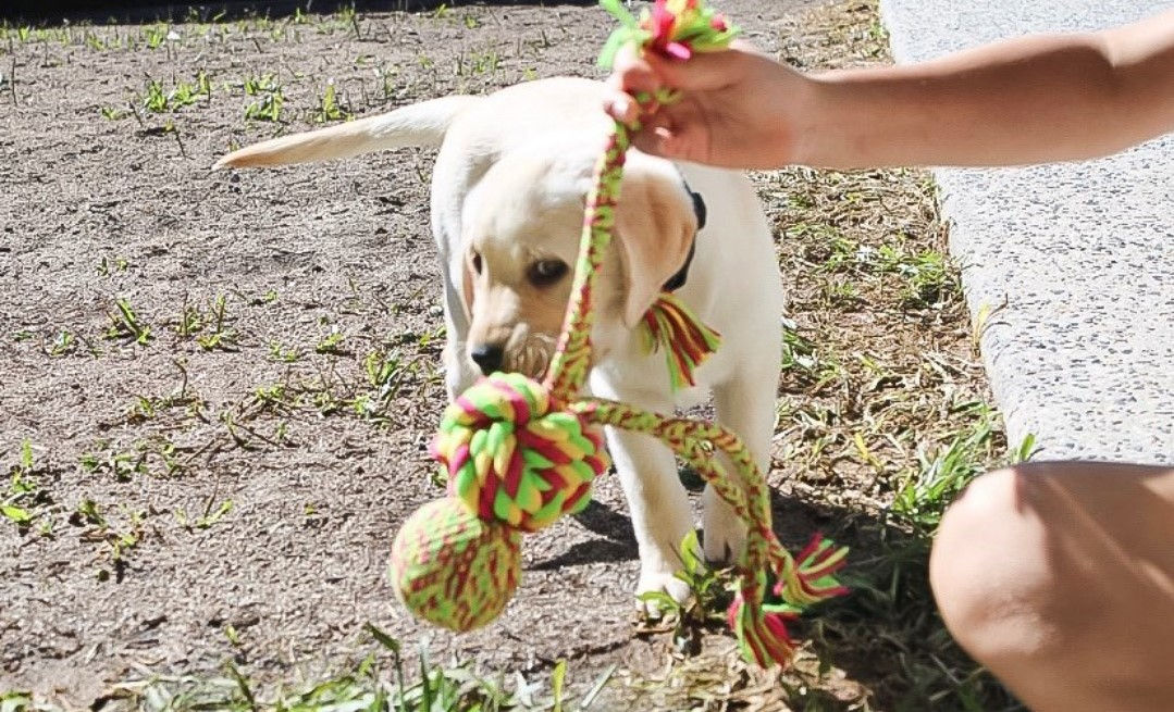 Dogwalking/Playtime 45mins on top of Petcare Visit