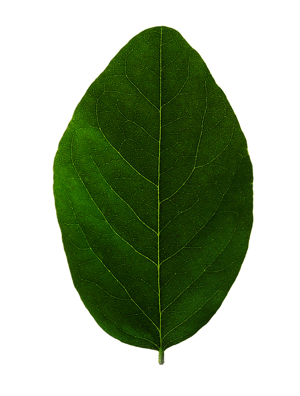 feuille-acacias-2_1.gif