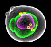 SUM_BY471_vphl_GFP_1208_2_5_pre_rec_20_multi_bin.tiff (RGB).tif