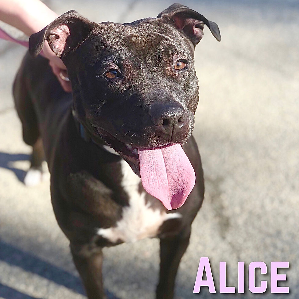 ALICE