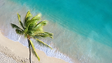 Aerial Palm and Turquoise Shoreline.png