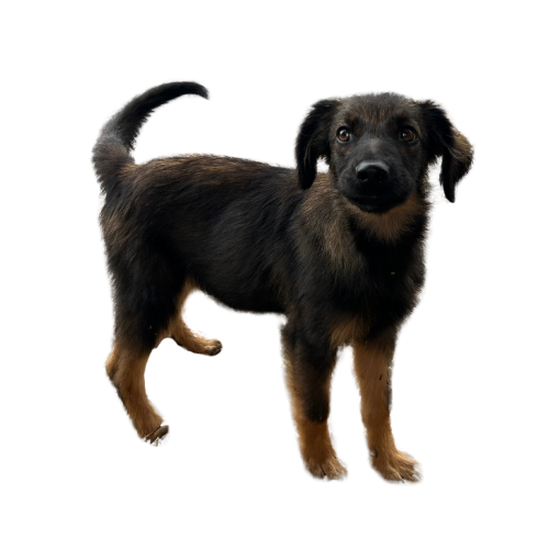 Untitled design (6).png