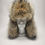 Thumbnail: Coyote Fur Trapper Hat.  Large 
