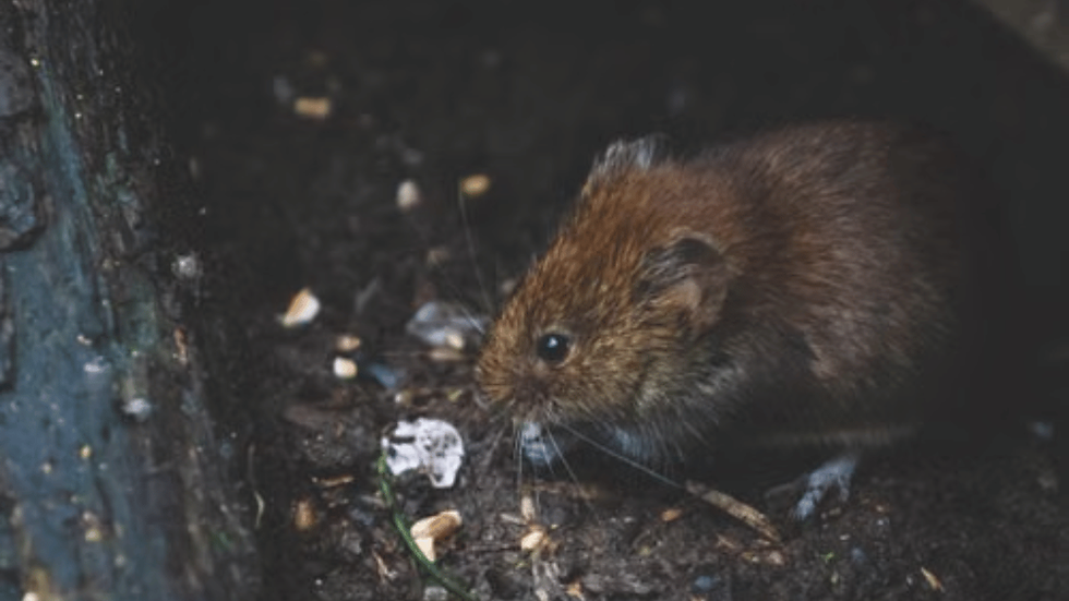 Mouse in a dirty indoor area where rodent contamination may pose hantavirus risk