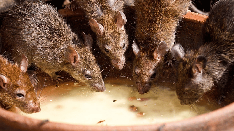 Multiple rodents gathered indoors indicating heavy infestation and potentially widespread contamination