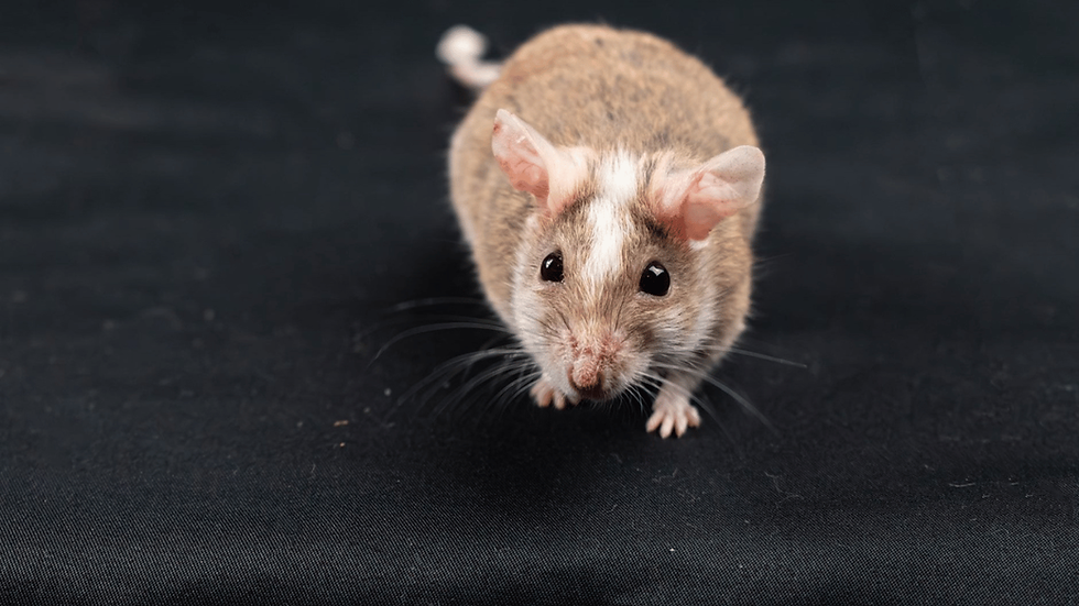 Rodent associated with hantavirus exposure that may lead to delayed illness symptoms