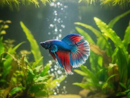 A vibrant male betta fish with flowing blue and red fins in a planted aquarium