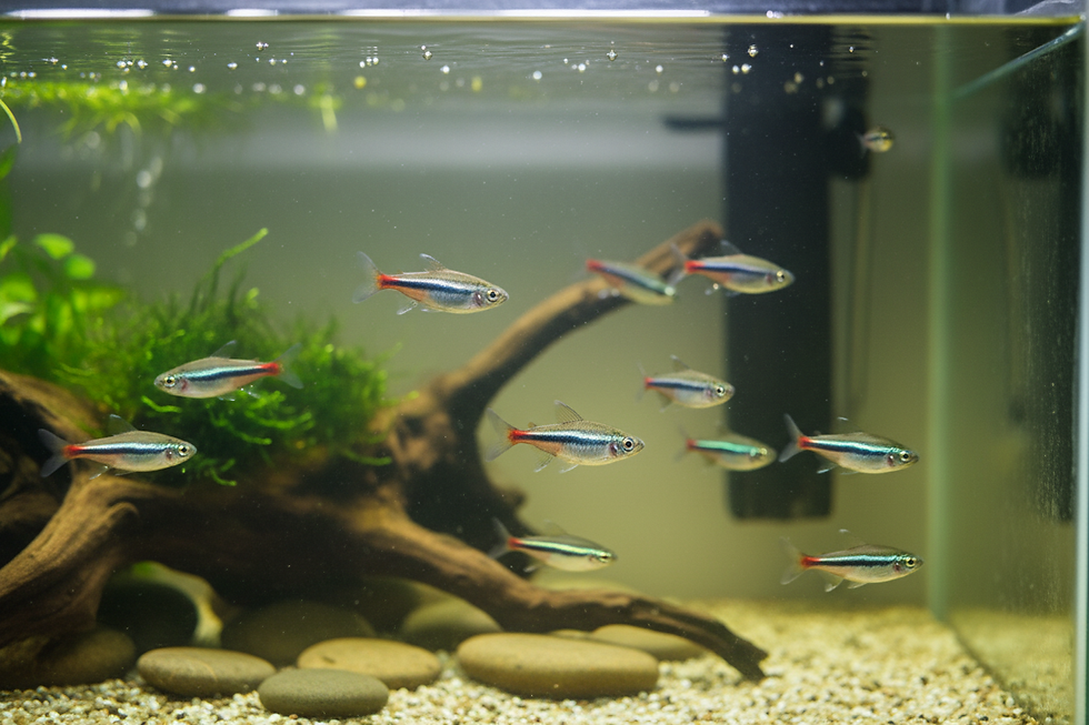 Neon tetras swim in a planted aquarium with driftwood, pebbles, and a filter, in a calm, greenish tank.