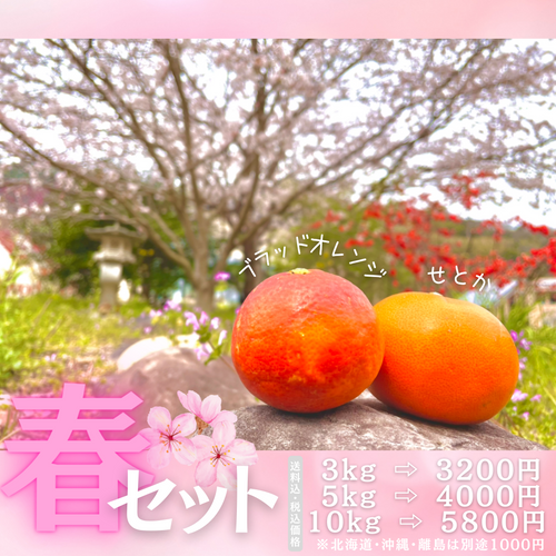 【東北】甘平大玉5kg ＋ ブラッドオレンジ5kg 愛媛県産 愛媛産「ブラッドオレンジ」約5kg-家庭用 | のま果樹園