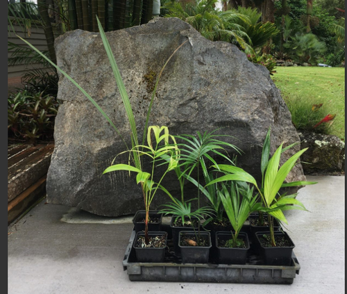 Grow on packs x 8 plants | palmpeople