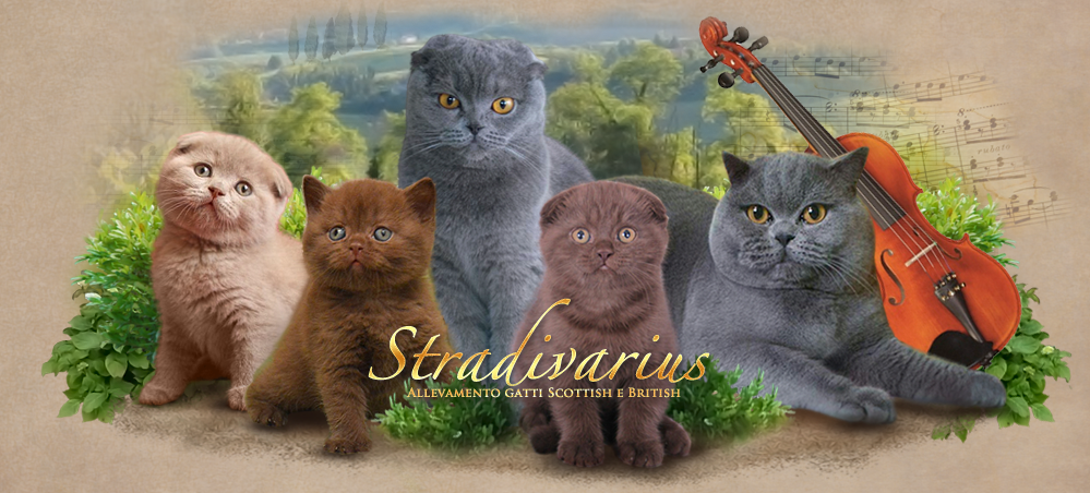 Stradivarius Allevamento Di Gatti Scottish British