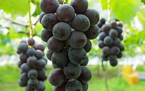 愛媛三ツ井巨峰園のぶどう狩り・巨峰