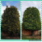 large conifer trim and reshape