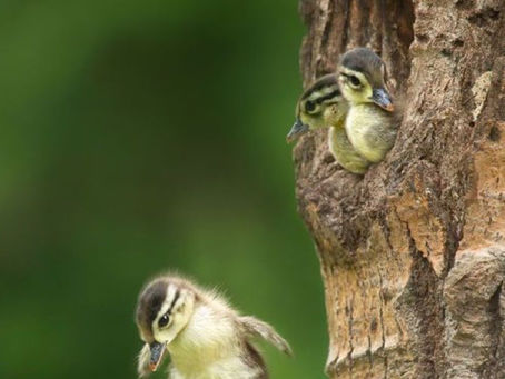leap of Faith