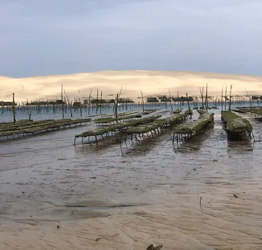 Ostréiculture