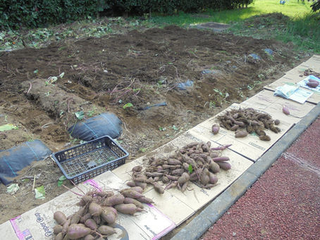 サツマイモ収穫