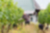 Skål Night with Ruby Vineyard