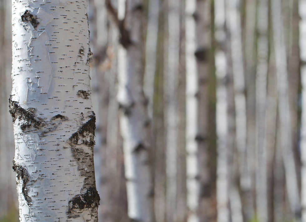 Family Birch Bark Baskets Workshop (Sold Out)