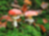 Family Paper Mushroom Workshop