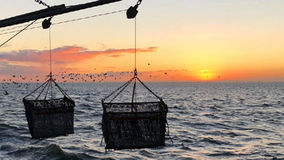 The Future of Mussel Farming: Damen Leads the Way With Zero Emissions Research