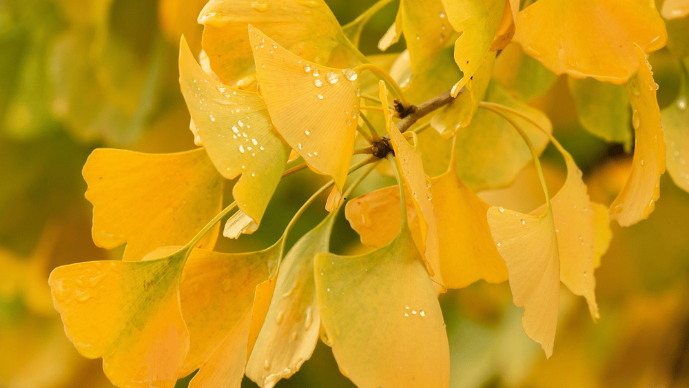 Découvrez les bienfaits des feuilles de Ginkgo Biloba pour la santé et — free download