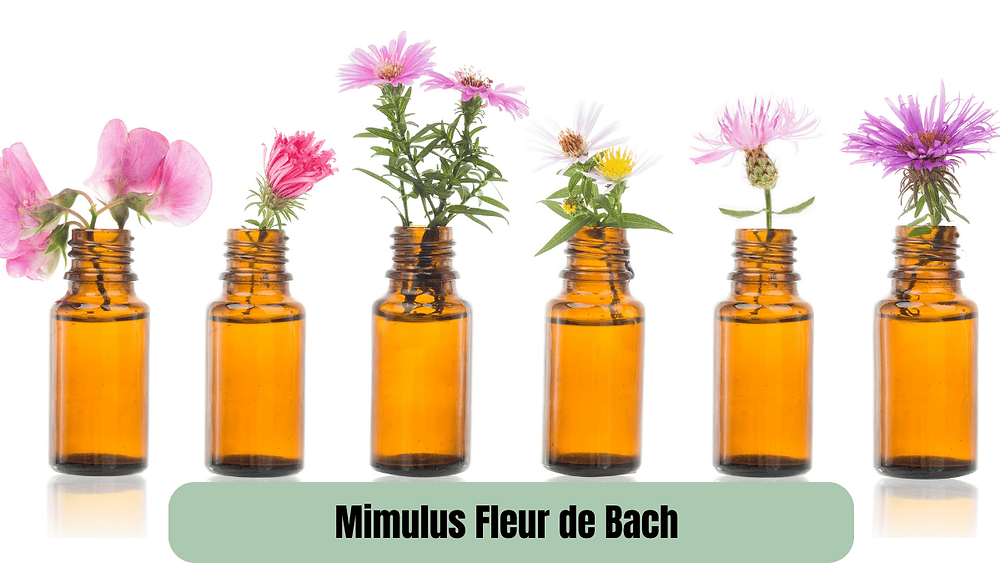 Fleurs de Bach pour le stress et l'angoisse : Solutions naturelles pour