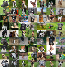 All the shapes, sizes, ages, temperaments, personalities, backgrounds, stories, needs, hopes, fears