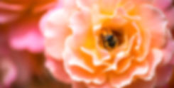 DIANA-MACESANU-HPHXTT_AUUW-UNSPLASH.jpeg