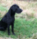 hund 17_edited.jpg