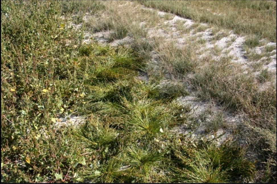 Biljna zajednica Cyperetum panonici Wendelberger 1943 u jezeru Medura kod sela Riđica