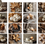 Thumbnail: Autumn Stock Photo Pack: Editorial Minimalistic Scenes in Neutral Earthen Tones