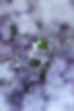 FLORES VIOLETAS