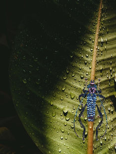 Arte textil en forma de escarabajo dorado. Bordado artesanal único que puede usarse como broche, aplique o accesorio decorativo.