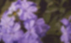 ABEJAS CON FLORES