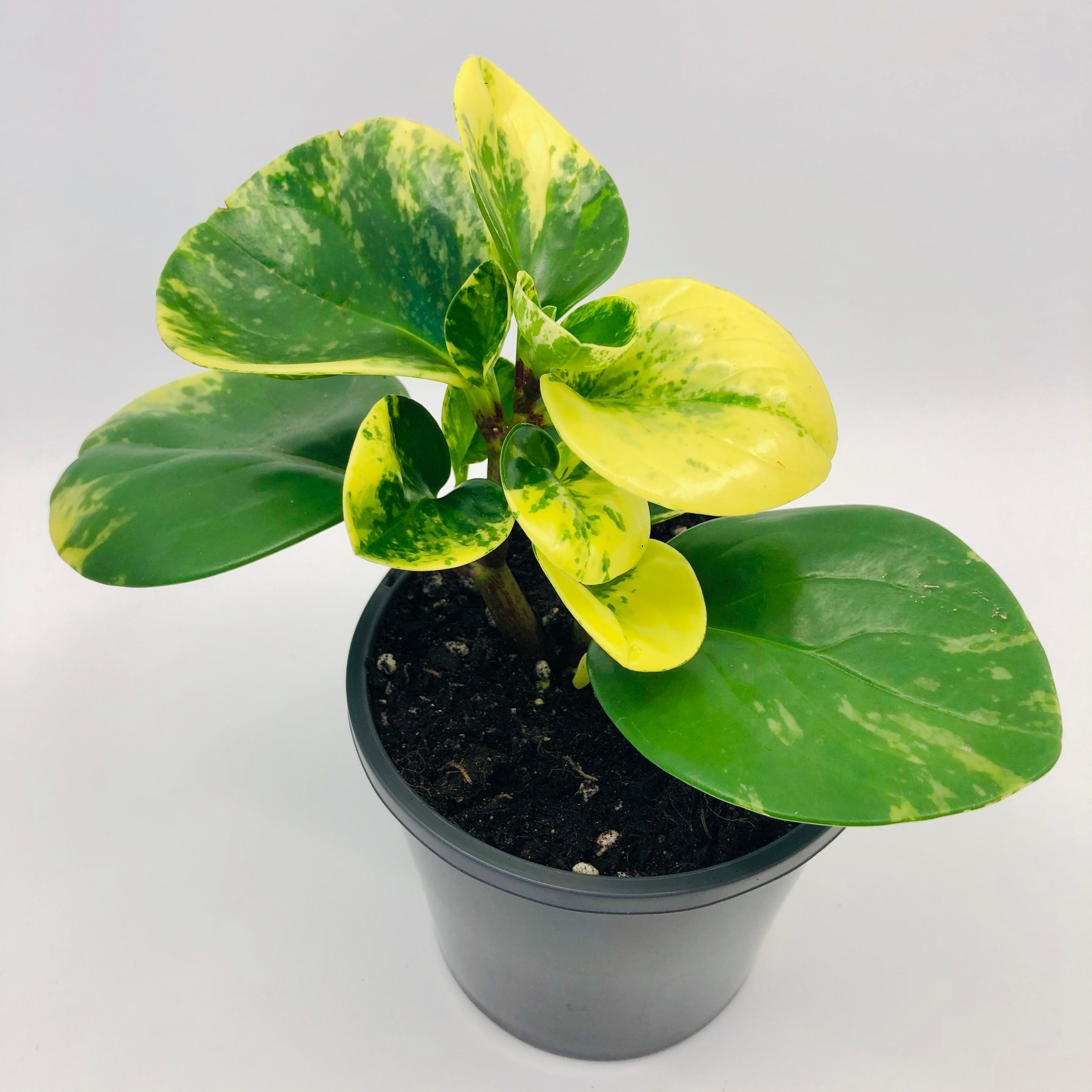 Peperomia Obtusifolia – MARBLE QUEEN