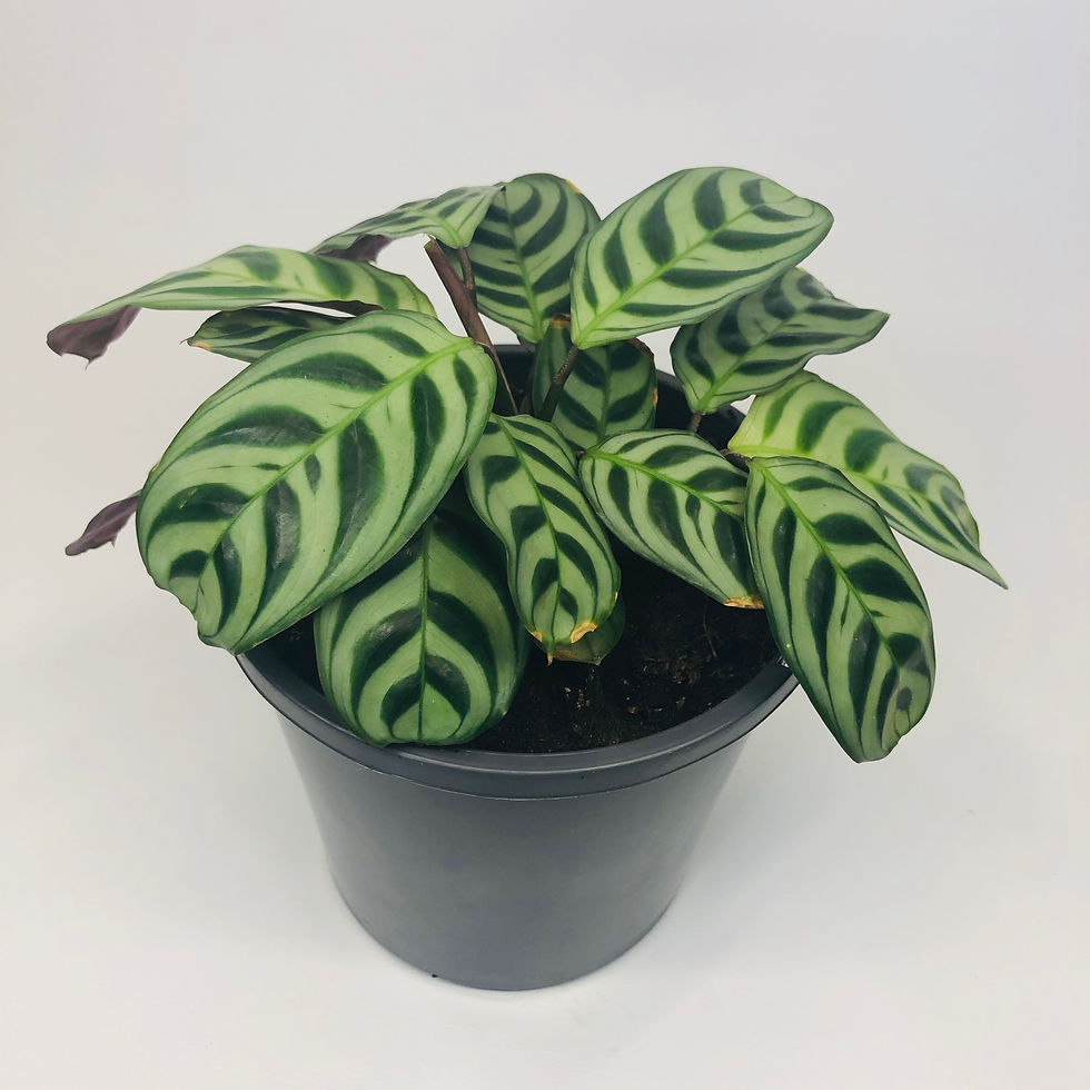 Thumbnail: Ctenanthe Burle Marxii