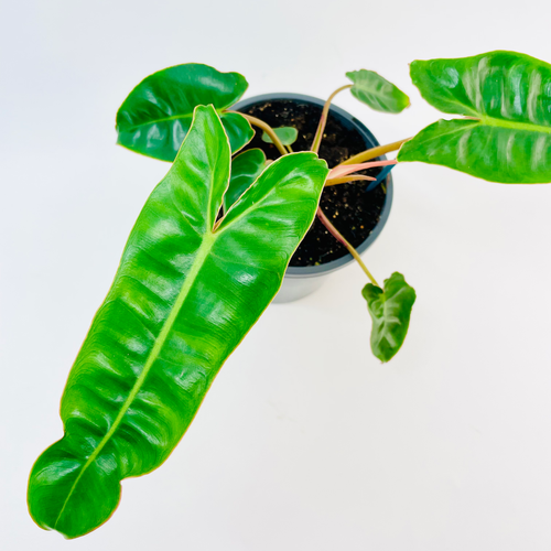 Philodendron - BILLIETIAE | JungleDivine