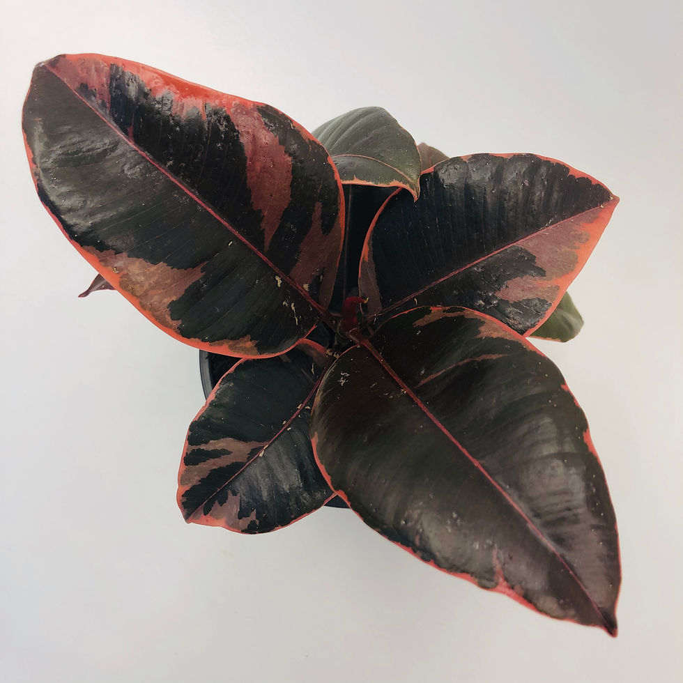 Thumbnail: Ficus Elastica Ruby – RUBBER PLANT