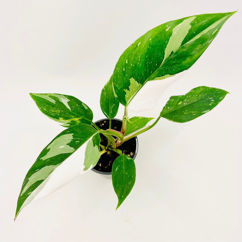 Thumbnail: Philodendron – WHITE WIZARD
