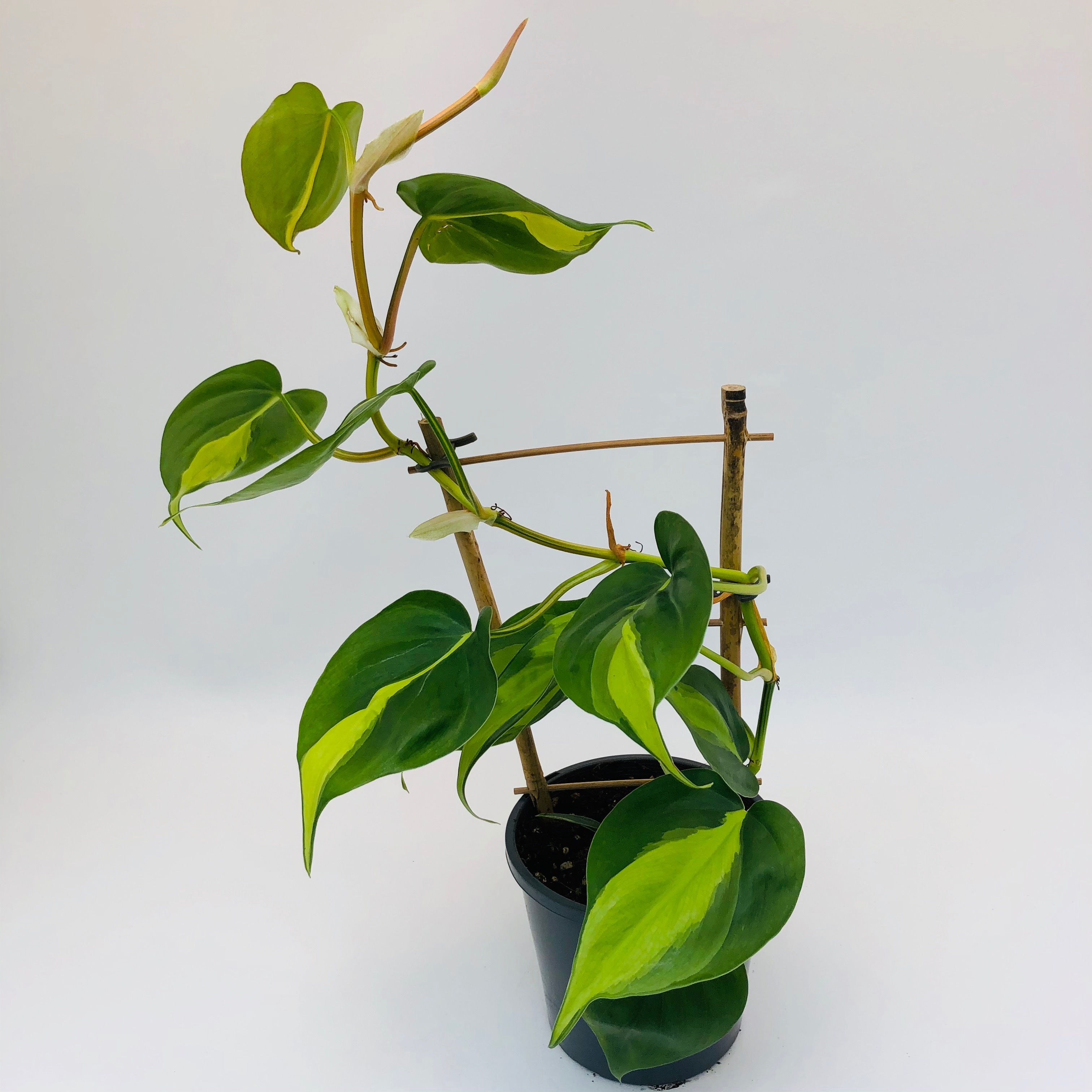 Philodendron Hederaceum– BRASIL