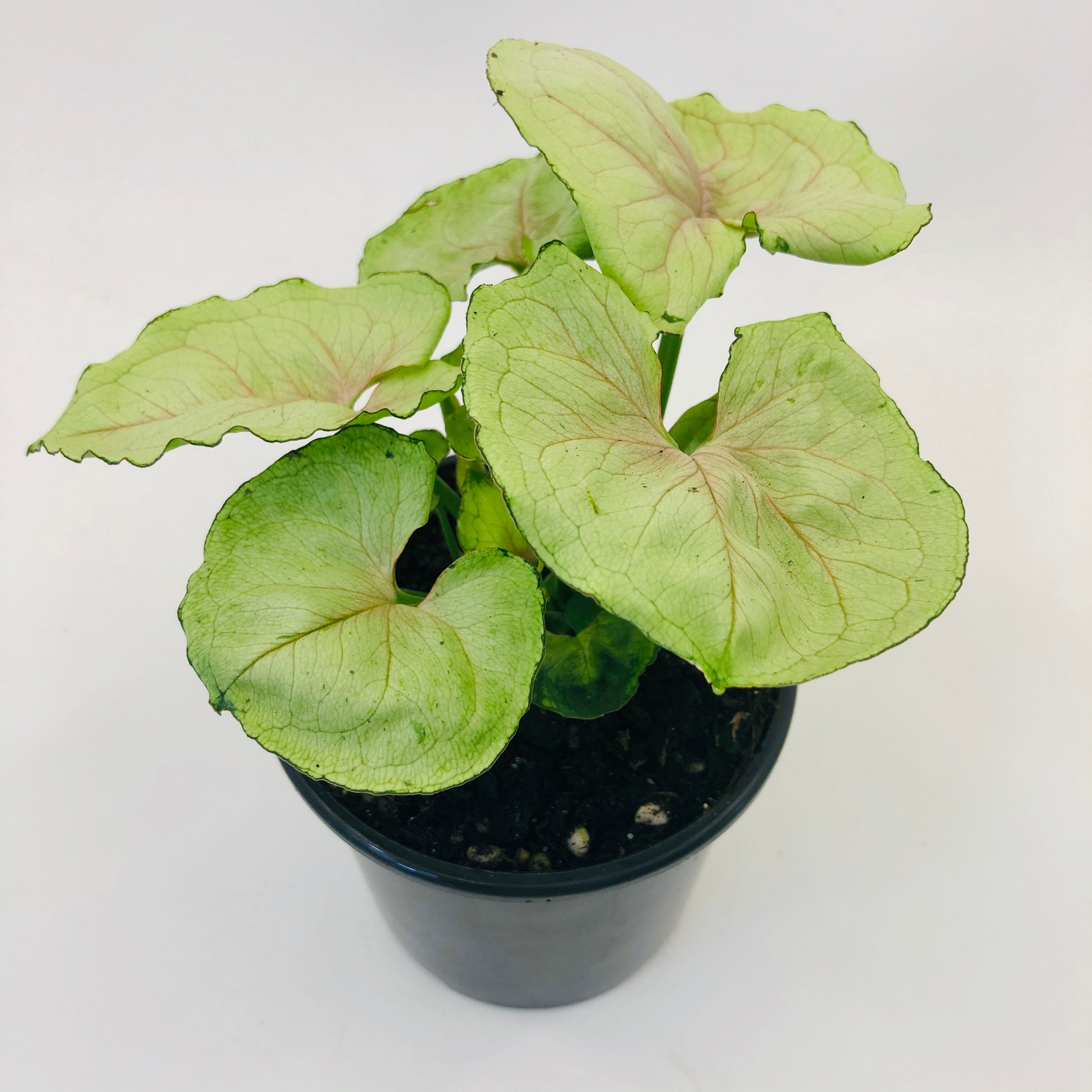 Syngonium Podophyllum – ROXANA