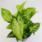 Thumbnail: Syngonium Podophyllum – ROBUSTA