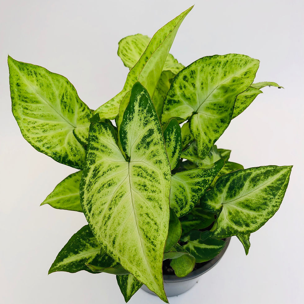 Thumbnail: Syngonium Podophyllum – ROBUSTA