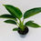 Thumbnail: Philodendron – GREEN PRINCESS