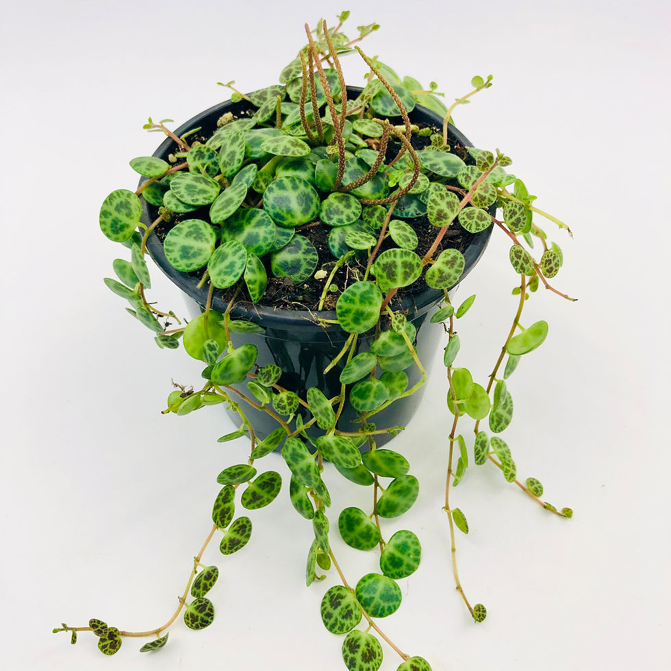 Thumbnail: Peperomia Prostrata – STRING OF TURTLES / JADE NECKLACE