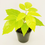 Thumbnail: Schefflera Amarte Soleil – YELLOW UMBRELLA TREE