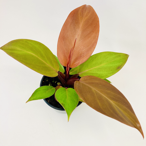 aeschynanthus radicans lipstick plant Aeschynanthus radicans Curly - Curly Red Lipstick - Trailing Plants