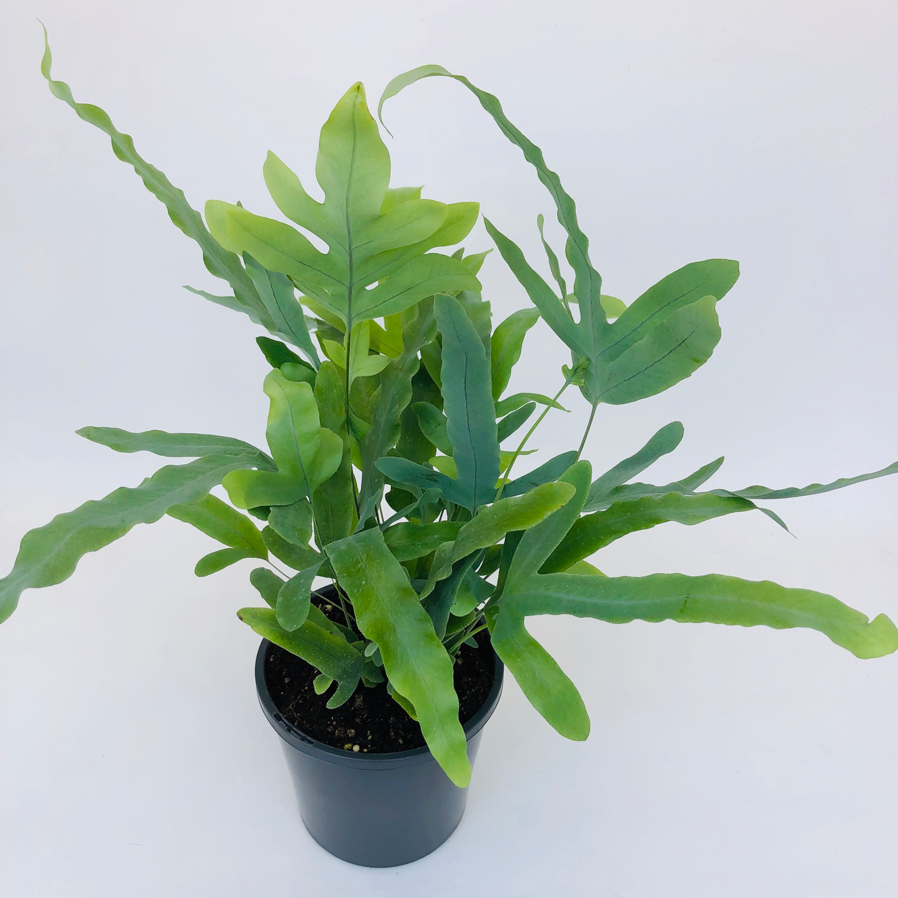 Phlebodium Aureum – BLUE STAR FERN